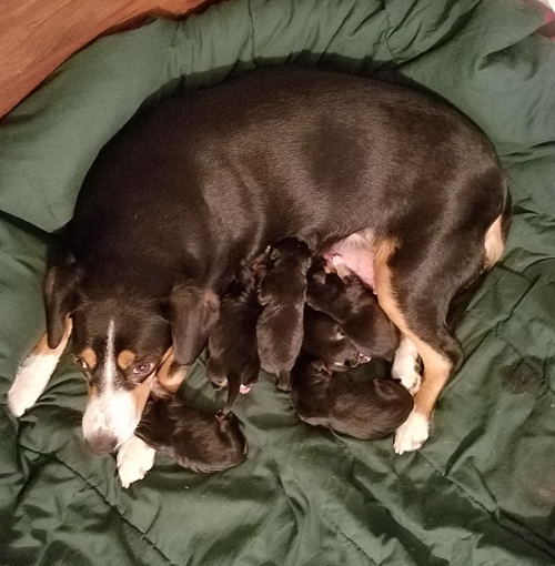 Entlebucher puppies for sale in NM